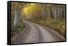 USA, Colorado, San Juan Mountains. Dirt road through aspen forest.-Jaynes Gallery-Framed Stretched Canvas