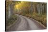 USA, Colorado, San Juan Mountains. Dirt road through aspen forest.-Jaynes Gallery-Stretched Canvas