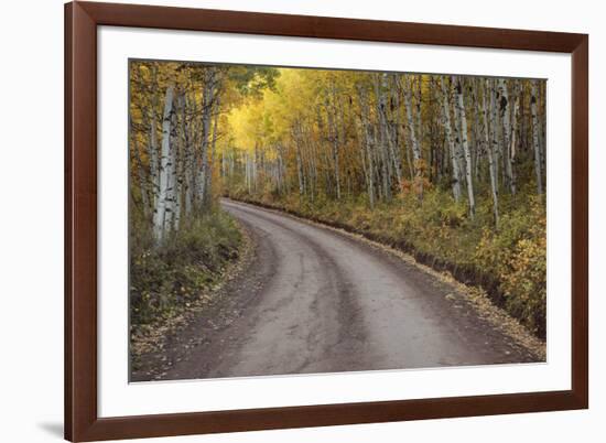 USA, Colorado, San Juan Mountains. Dirt road through aspen forest.-Jaynes Gallery-Framed Premium Photographic Print