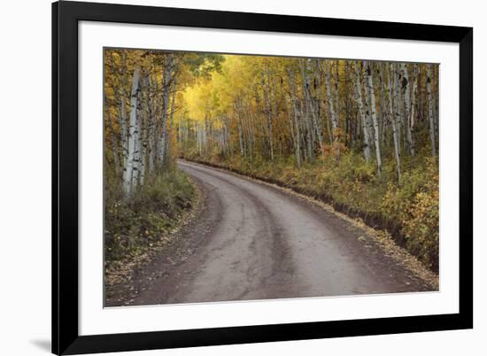 USA, Colorado, San Juan Mountains. Dirt road through aspen forest.-Jaynes Gallery-Framed Premium Photographic Print