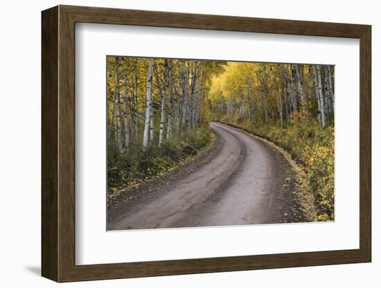 USA, Colorado, San Juan Mountains. Dirt road through aspen forest.-Jaynes Gallery-Framed Photographic Print