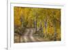 USA, Colorado, San Juan Mountains. Dirt road through aspen forest.-Jaynes Gallery-Framed Premium Photographic Print