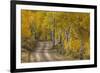 USA, Colorado, San Juan Mountains. Dirt road through aspen forest.-Jaynes Gallery-Framed Premium Photographic Print