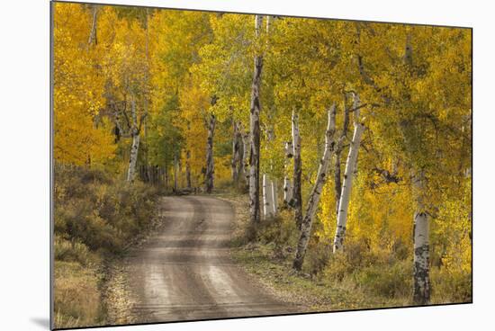 USA, Colorado, San Juan Mountains. Dirt road through aspen forest.-Jaynes Gallery-Mounted Premium Photographic Print
