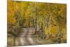 USA, Colorado, San Juan Mountains. Dirt road through aspen forest.-Jaynes Gallery-Mounted Premium Photographic Print