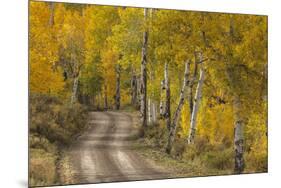 USA, Colorado, San Juan Mountains. Dirt road through aspen forest.-Jaynes Gallery-Mounted Premium Photographic Print