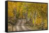 USA, Colorado, San Juan Mountains. Dirt road through aspen forest.-Jaynes Gallery-Framed Stretched Canvas