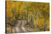 USA, Colorado, San Juan Mountains. Dirt road through aspen forest.-Jaynes Gallery-Stretched Canvas