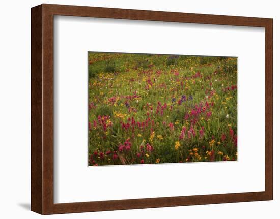 USA, Colorado, San Juan Mountains. Field of wildflowers amid tundra.-Jaynes Gallery-Framed Photographic Print