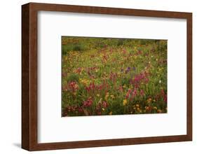 USA, Colorado, San Juan Mountains. Field of wildflowers amid tundra.-Jaynes Gallery-Framed Photographic Print