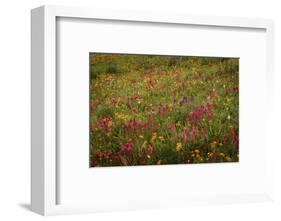 USA, Colorado, San Juan Mountains. Field of wildflowers amid tundra.-Jaynes Gallery-Framed Photographic Print
