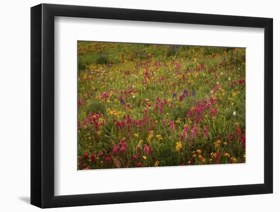 USA, Colorado, San Juan Mountains. Field of wildflowers amid tundra.-Jaynes Gallery-Framed Photographic Print