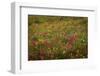 USA, Colorado, San Juan Mountains. Field of wildflowers amid tundra.-Jaynes Gallery-Framed Photographic Print