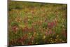 USA, Colorado, San Juan Mountains. Field of wildflowers amid tundra.-Jaynes Gallery-Mounted Photographic Print