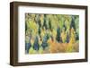 USA, Colorado, San Juan Mountains. Forest of aspens and spruce trees in autumn.-Jaynes Gallery-Framed Photographic Print