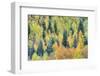 USA, Colorado, San Juan Mountains. Forest of aspens and spruce trees in autumn.-Jaynes Gallery-Framed Photographic Print