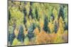 USA, Colorado, San Juan Mountains. Forest of aspens and spruce trees in autumn.-Jaynes Gallery-Mounted Photographic Print