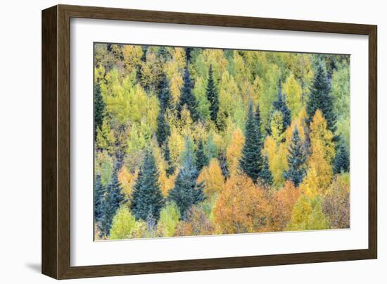 USA, Colorado, San Juan Mountains. Forest of aspens and spruce trees in autumn.-Jaynes Gallery-Framed Photographic Print