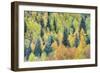 USA, Colorado, San Juan Mountains. Forest of aspens and spruce trees in autumn.-Jaynes Gallery-Framed Photographic Print