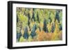 USA, Colorado, San Juan Mountains. Forest of aspens and spruce trees in autumn.-Jaynes Gallery-Framed Photographic Print