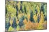 USA, Colorado, San Juan Mountains. Forest of aspens and spruce trees in autumn.-Jaynes Gallery-Mounted Photographic Print