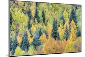 USA, Colorado, San Juan Mountains. Forest of aspens and spruce trees in autumn.-Jaynes Gallery-Mounted Photographic Print