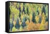 USA, Colorado, San Juan Mountains. Forest of aspens and spruce trees in autumn.-Jaynes Gallery-Framed Stretched Canvas