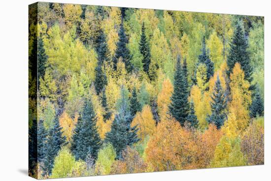 USA, Colorado, San Juan Mountains. Forest of aspens and spruce trees in autumn.-Jaynes Gallery-Stretched Canvas