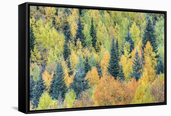 USA, Colorado, San Juan Mountains. Forest of aspens and spruce trees in autumn.-Jaynes Gallery-Framed Stretched Canvas