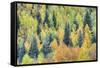 USA, Colorado, San Juan Mountains. Forest of aspens and spruce trees in autumn.-Jaynes Gallery-Framed Stretched Canvas