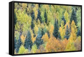 USA, Colorado, San Juan Mountains. Forest of aspens and spruce trees in autumn.-Jaynes Gallery-Framed Stretched Canvas