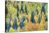 USA, Colorado, San Juan Mountains. Forest of aspens and spruce trees in autumn.-Jaynes Gallery-Stretched Canvas