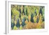 USA, Colorado, San Juan Mountains. Forest of aspens and spruce trees in autumn.-Jaynes Gallery-Framed Photographic Print