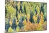 USA, Colorado, San Juan Mountains. Forest of aspens and spruce trees in autumn.-Jaynes Gallery-Mounted Photographic Print