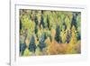 USA, Colorado, San Juan Mountains. Forest of aspens and spruce trees in autumn.-Jaynes Gallery-Framed Photographic Print