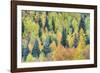 USA, Colorado, San Juan Mountains. Forest of aspens and spruce trees in autumn.-Jaynes Gallery-Framed Photographic Print