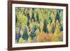 USA, Colorado, San Juan Mountains. Forest of aspens and spruce trees in autumn.-Jaynes Gallery-Framed Photographic Print