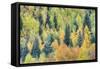 USA, Colorado, San Juan Mountains. Forest of aspens and spruce trees in autumn.-Jaynes Gallery-Framed Stretched Canvas