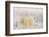 USA, Colorado, San Juan Mountains. Freshly falling snow on aspen forest.-Jaynes Gallery-Framed Photographic Print