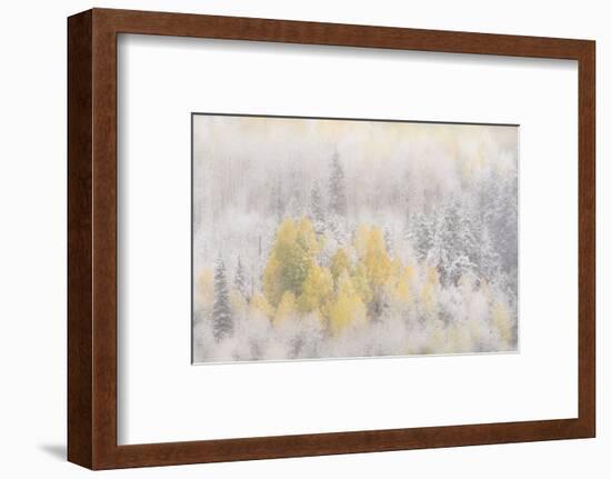 USA, Colorado, San Juan Mountains. Freshly falling snow on aspen forest.-Jaynes Gallery-Framed Photographic Print