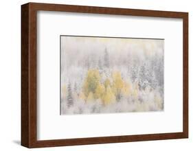 USA, Colorado, San Juan Mountains. Freshly falling snow on aspen forest.-Jaynes Gallery-Framed Photographic Print