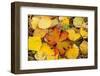 USA, Colorado, San Juan Mountains. Geranium and aspen leaves.-Jaynes Gallery-Framed Photographic Print