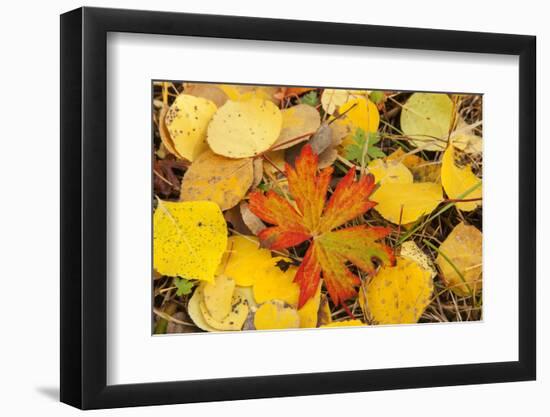 USA, Colorado, San Juan Mountains. Geranium and aspen leaves.-Jaynes Gallery-Framed Photographic Print