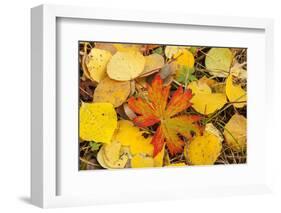 USA, Colorado, San Juan Mountains. Geranium and aspen leaves.-Jaynes Gallery-Framed Photographic Print