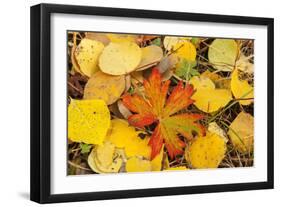 USA, Colorado, San Juan Mountains. Geranium and aspen leaves.-Jaynes Gallery-Framed Photographic Print