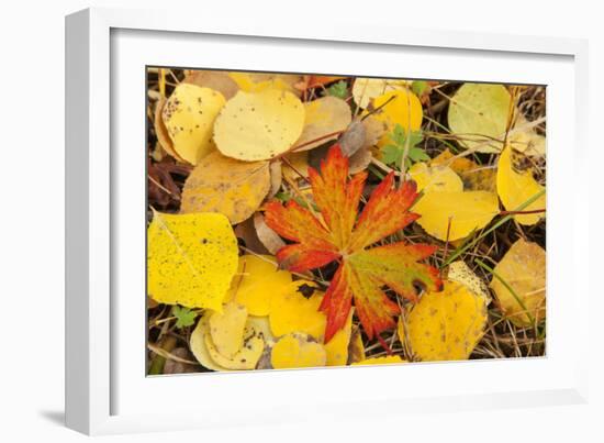 USA, Colorado, San Juan Mountains. Geranium and aspen leaves.-Jaynes Gallery-Framed Photographic Print