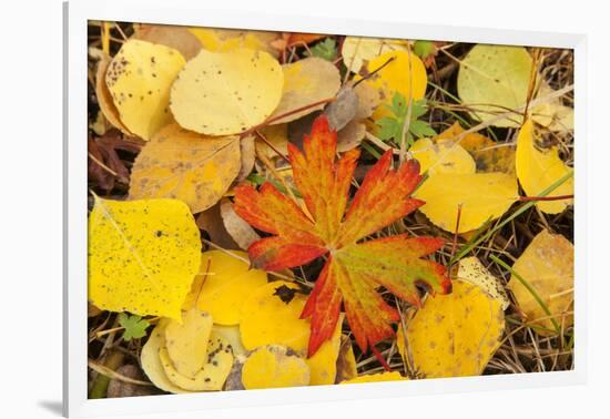 USA, Colorado, San Juan Mountains. Geranium and aspen leaves.-Jaynes Gallery-Framed Photographic Print