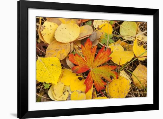 USA, Colorado, San Juan Mountains. Geranium and aspen leaves.-Jaynes Gallery-Framed Photographic Print