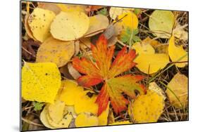 USA, Colorado, San Juan Mountains. Geranium and aspen leaves.-Jaynes Gallery-Mounted Photographic Print