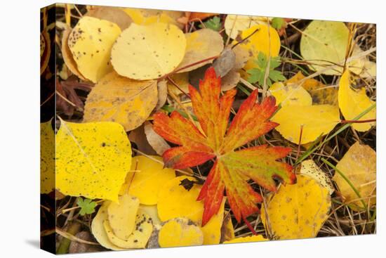 USA, Colorado, San Juan Mountains. Geranium and aspen leaves.-Jaynes Gallery-Stretched Canvas